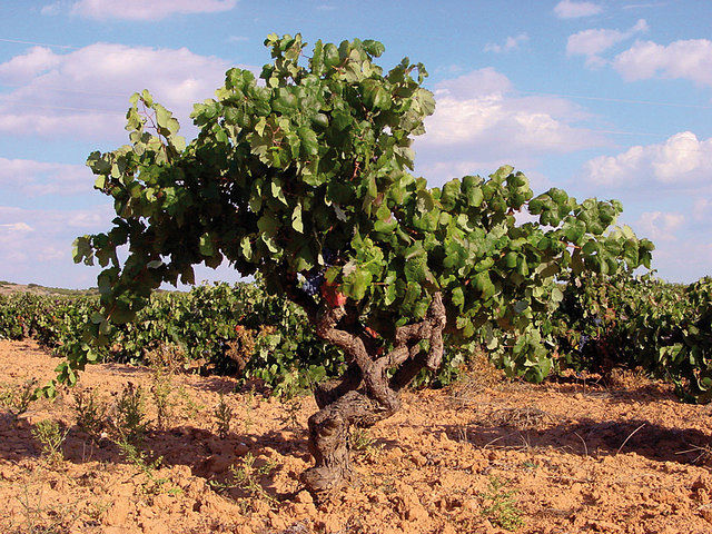 En relación a las líneas de ayuda comtempladas en la OCM del vino con respecto a la reestructuración de viñedos, se han abonado 28,6 millones de euros, 10 más de cuantía asignada inicialmente a Castilla-La Mancha.